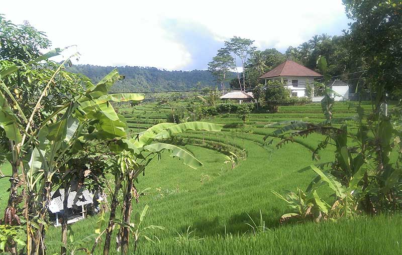 Rizière en plateaux- Bali